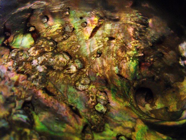 Gold Shell