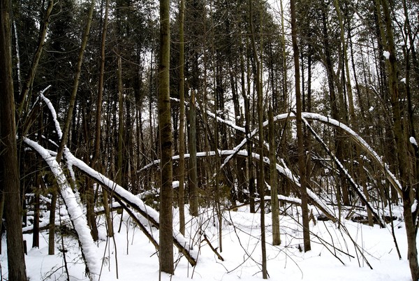 Too Much Snow?