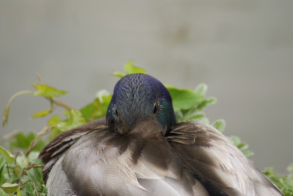 Mallards