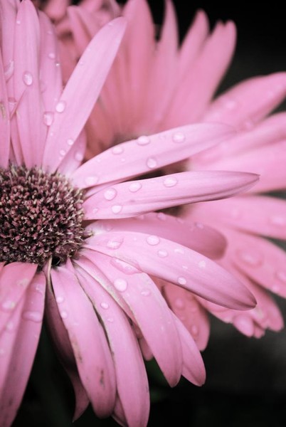 Rainshower Flower