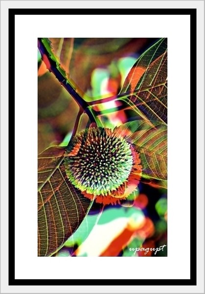 Nature's Inspired-Art Experiment