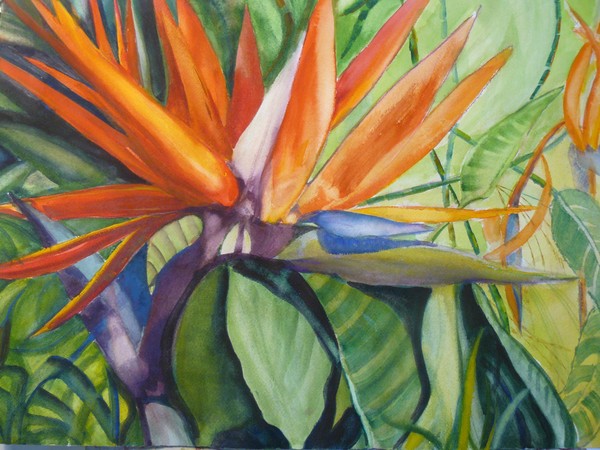 Bird of Paradise
