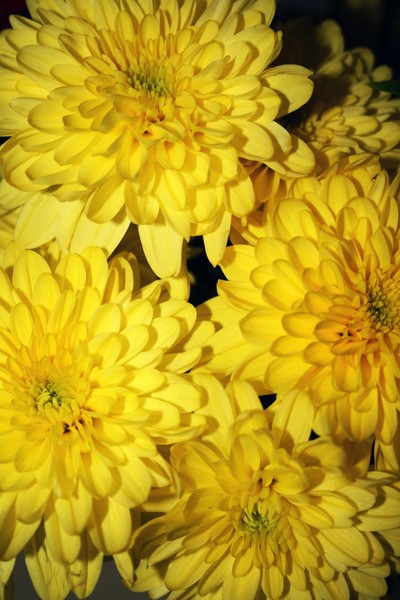 Summer Flowers
