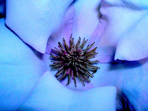 Magnolia up close