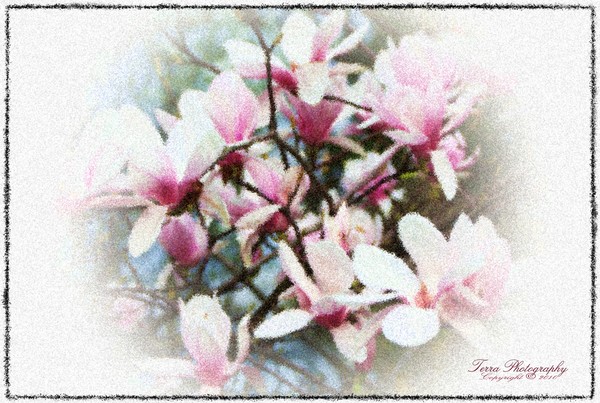 Magnolia in Seurat - in Memory