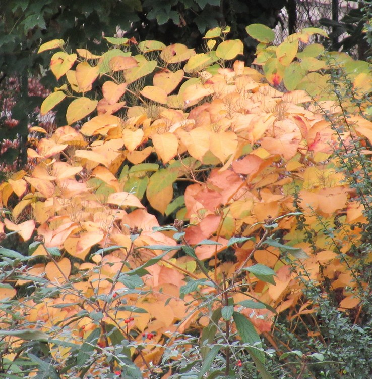 GOLDEN BUSH