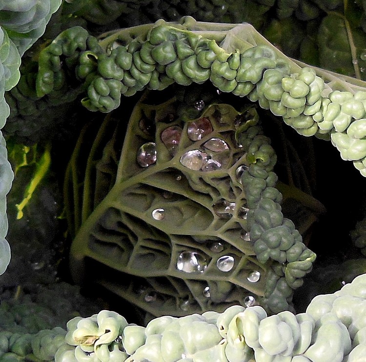 INSIDE A GABBAGE