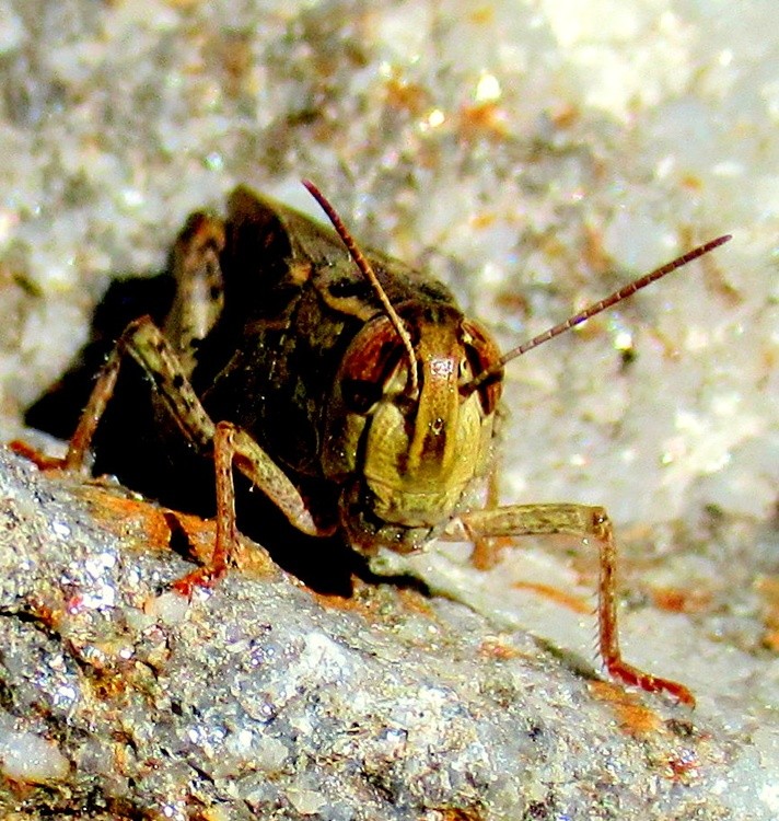 A LITTLE MONSTER