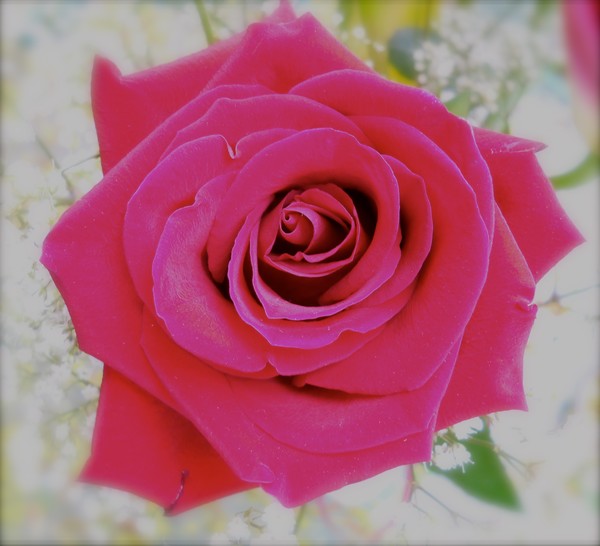 Red Rose