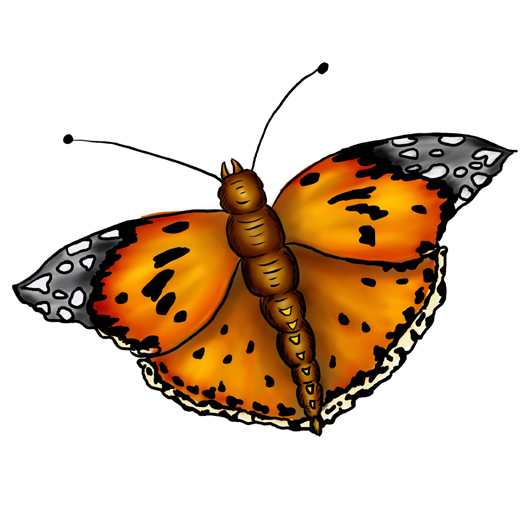 Painted Lady