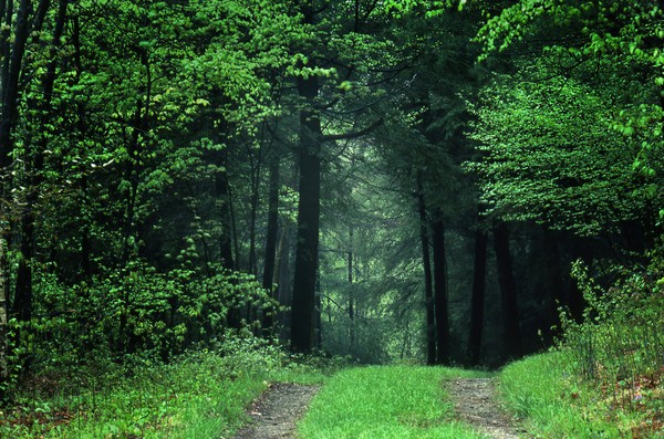 Forest Path, Spring, Whites Memorial, Litchfield, 