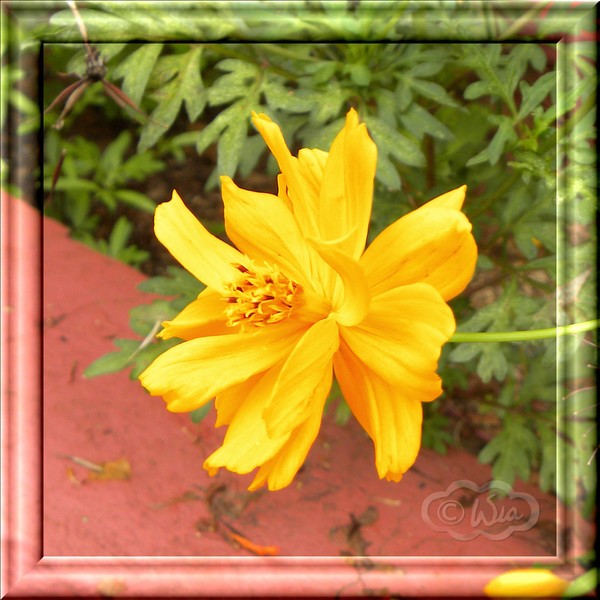 Cosmos gold 2