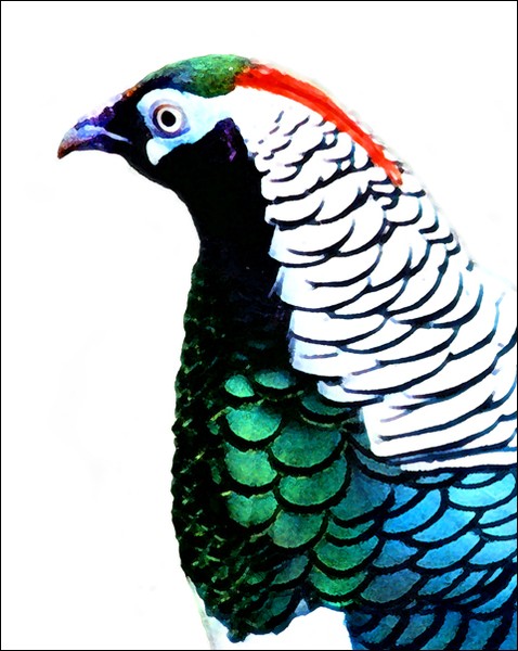Lady Amhearst Pheasant