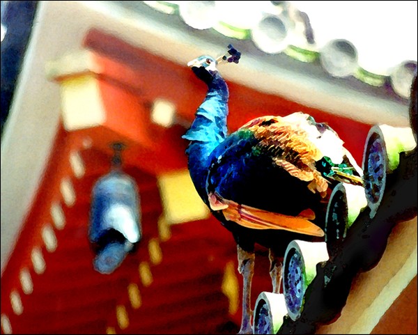 Peacock & Buddhist Temple