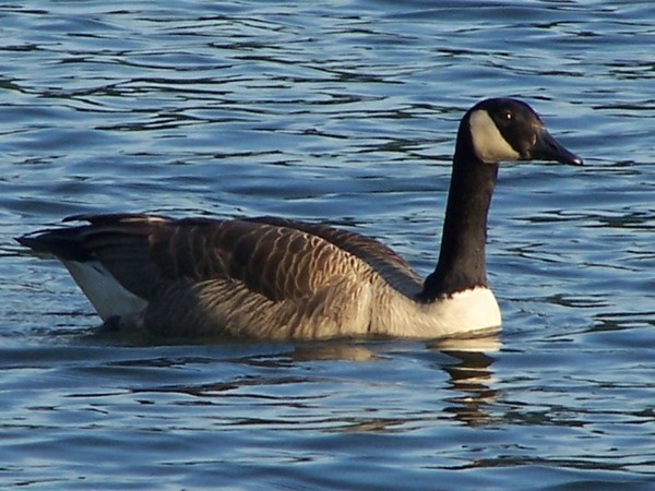 Floater