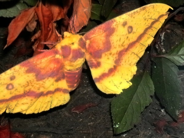 Big Moth