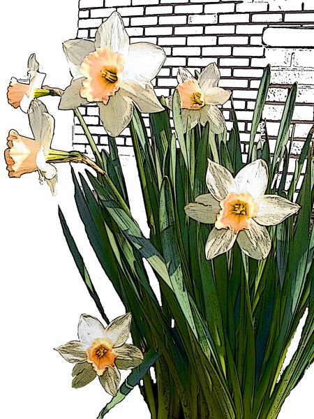 Daffadil