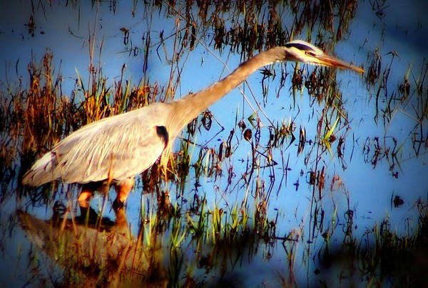 Blue Heron