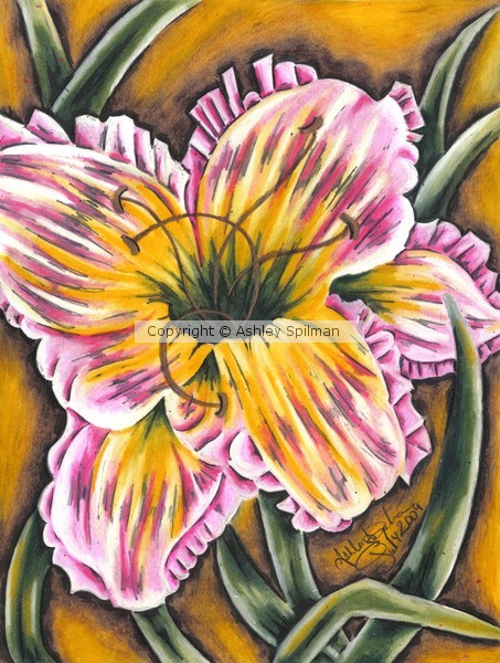Daylily