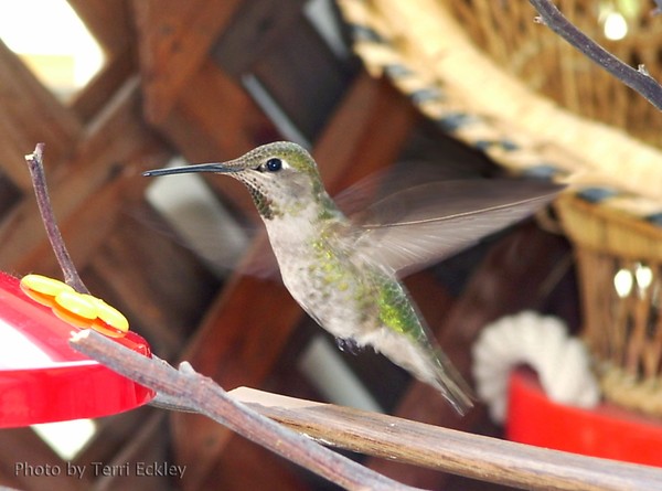 hummers on deck