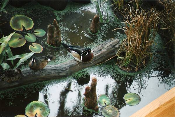 Mallard
