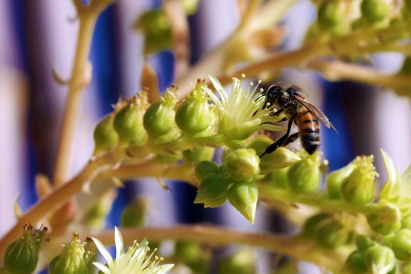 Bee and Flowers