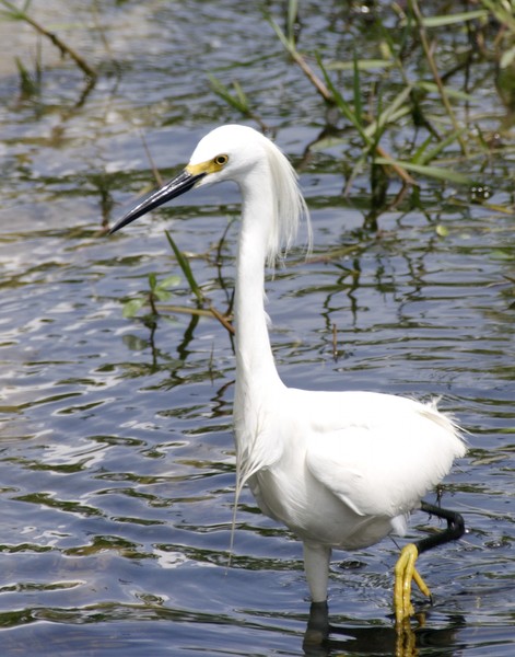 Wading Pond