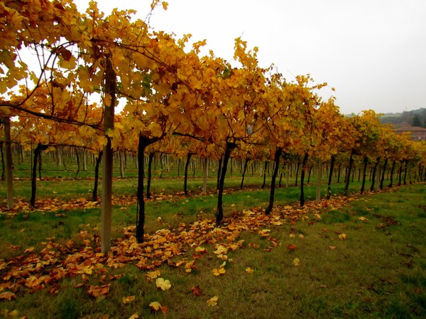 In the wineyard