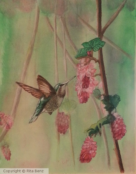 Hummingbird #3