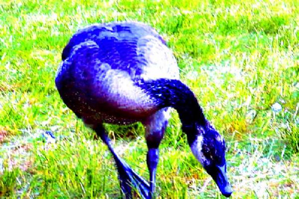 .DuckDuckGoose.