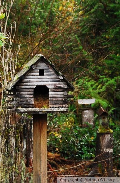 Brinnon Birdhouse - Brinnon, WA