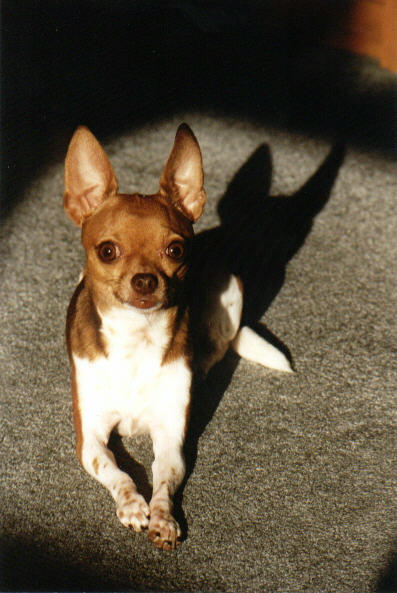 Isabella Rosa Luna
