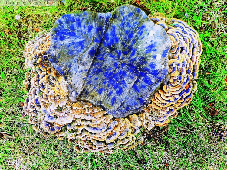 Fungs at a tree stump