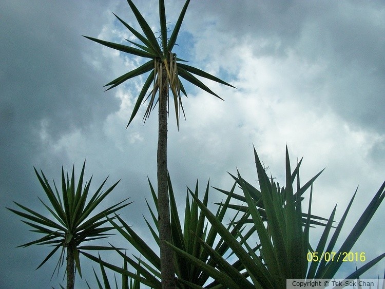 Giant Yucca (Yucca gigantea) 05-07-2016