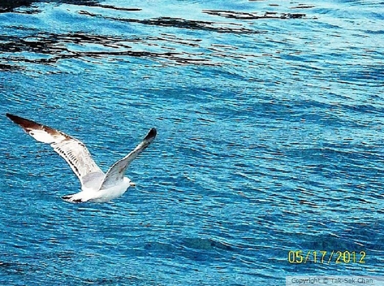 Bonaparte's Gull (Larus philadelphia) Bosphorus, Istanbul, Turkey, 05-17-2012