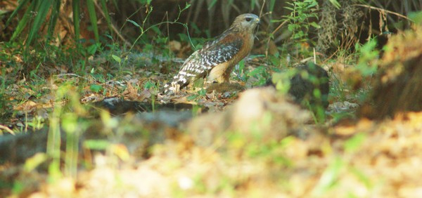 Hawk