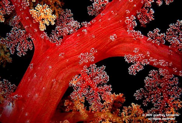 REDWOOD TREE