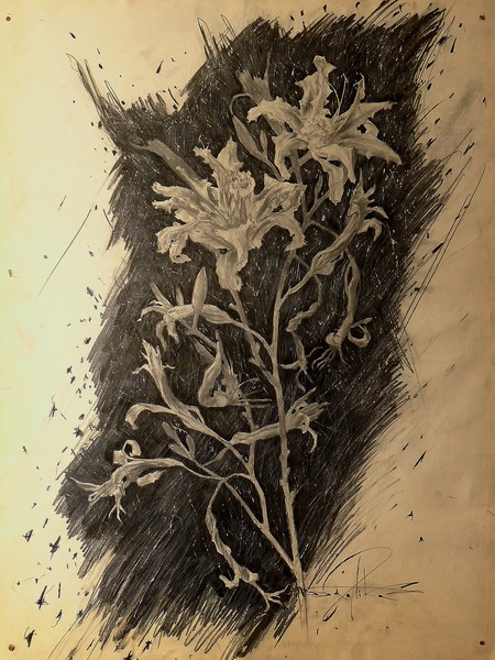 Lilium