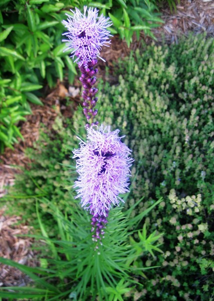 Cool Hippie Flowers
