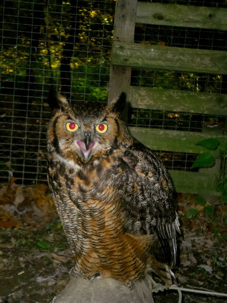 Owls and birds of prey 18