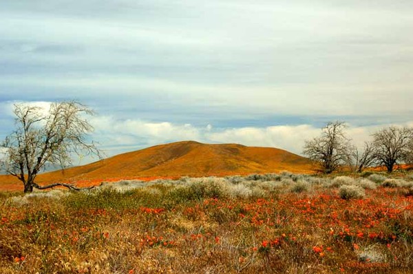 Landscape in Contrast