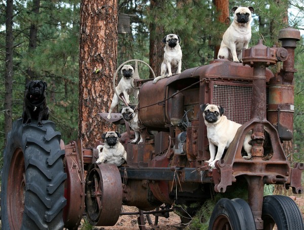 tractor7pugs 041