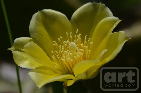 Cactus Flower