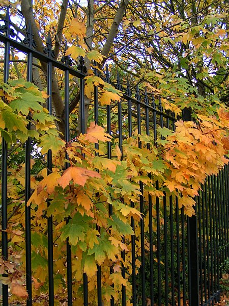 Autumn breaks out