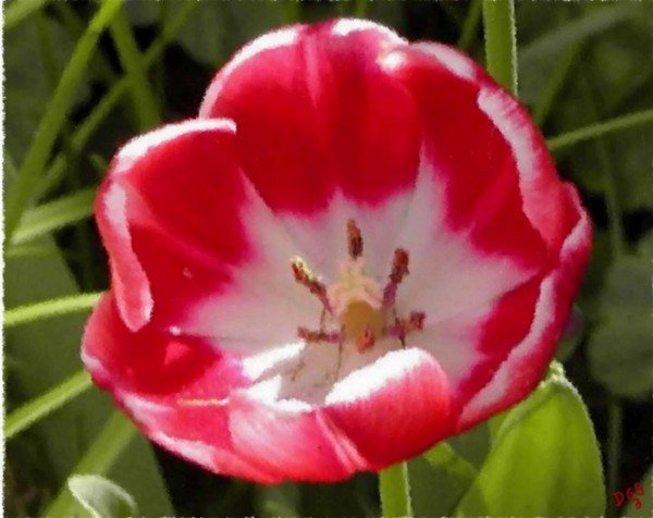 Wide Open Red Tulip