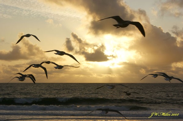 Gull Mania