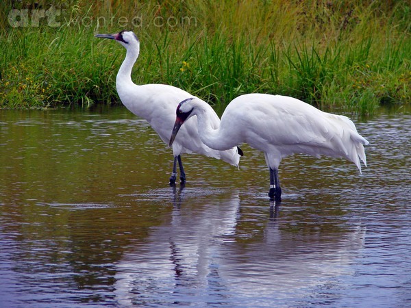Whooping Cranes
