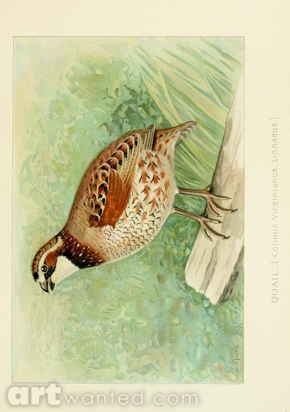 Quail
