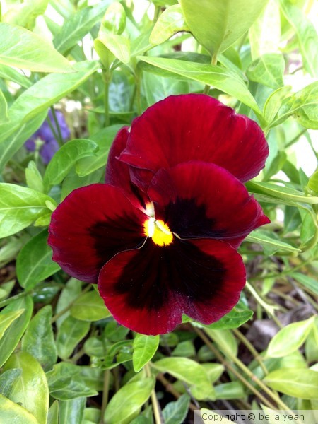 deep burgundy pansy