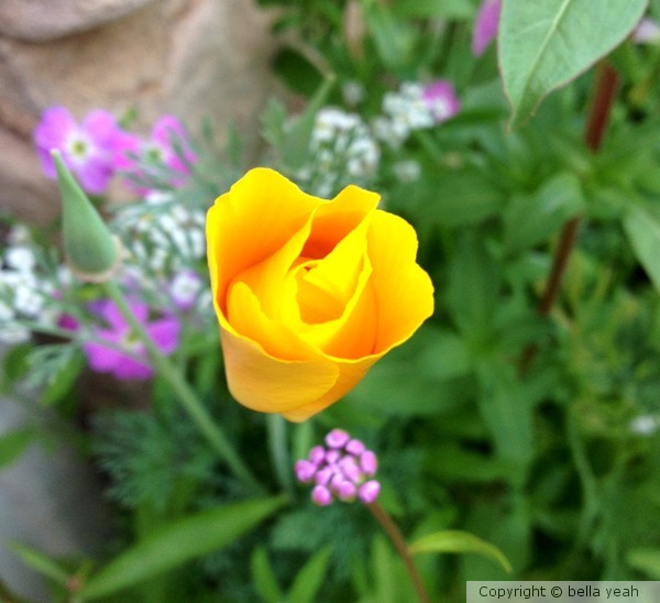 orange opening